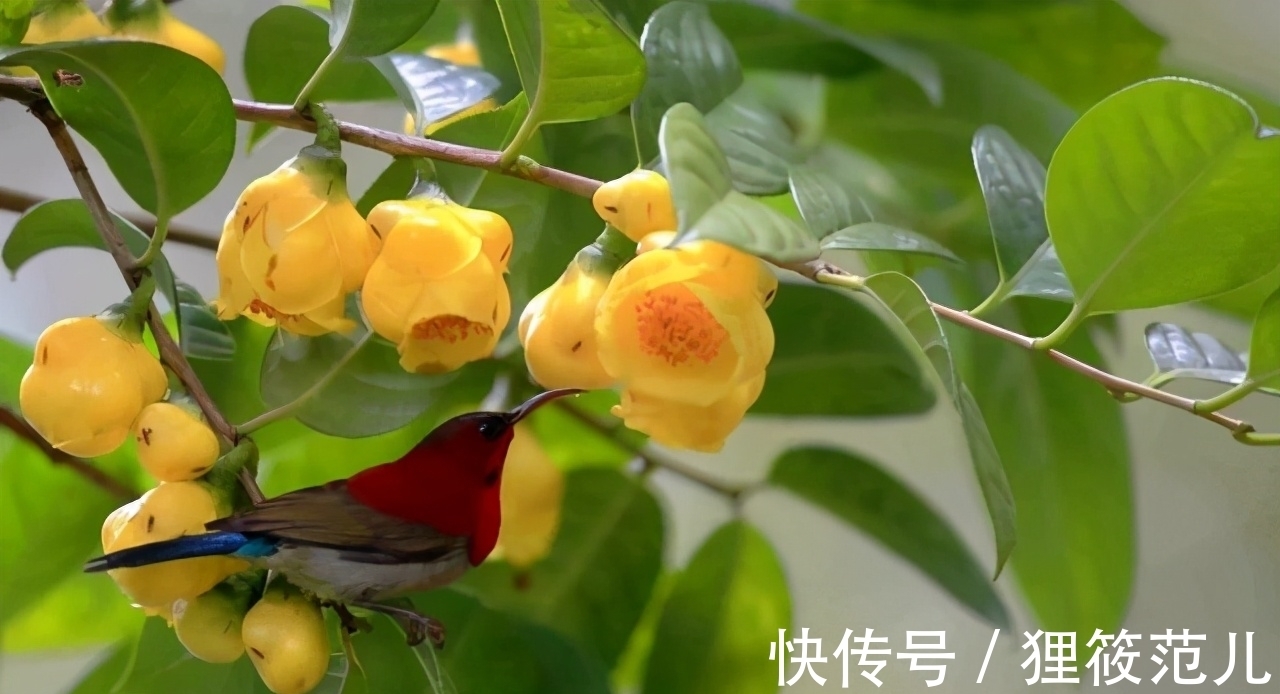 营养价值|“植物界大熊猫”，营养价值高，市面供不应求，家里养几棵赚大了