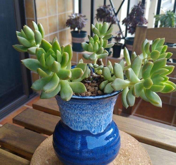 黄丽|让黄丽矮矮壮壮,颜色呈橘黄色,别忘这“两步”,变更美了