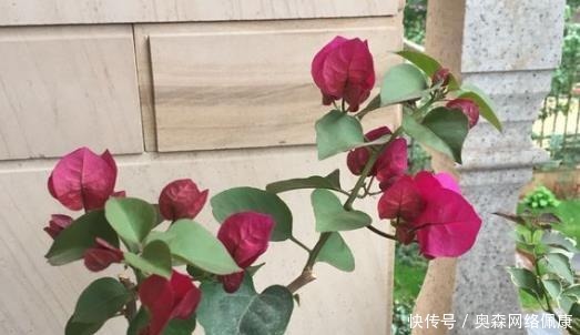 长寿花|婆婆只养“2种”花,窗台变成“花海”,冬天“开花”上百朵!
