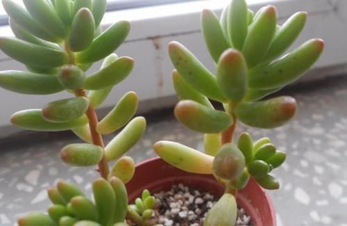 这3种多肉太好养,弄不好就徒长,好好的多肉别养成大葱样