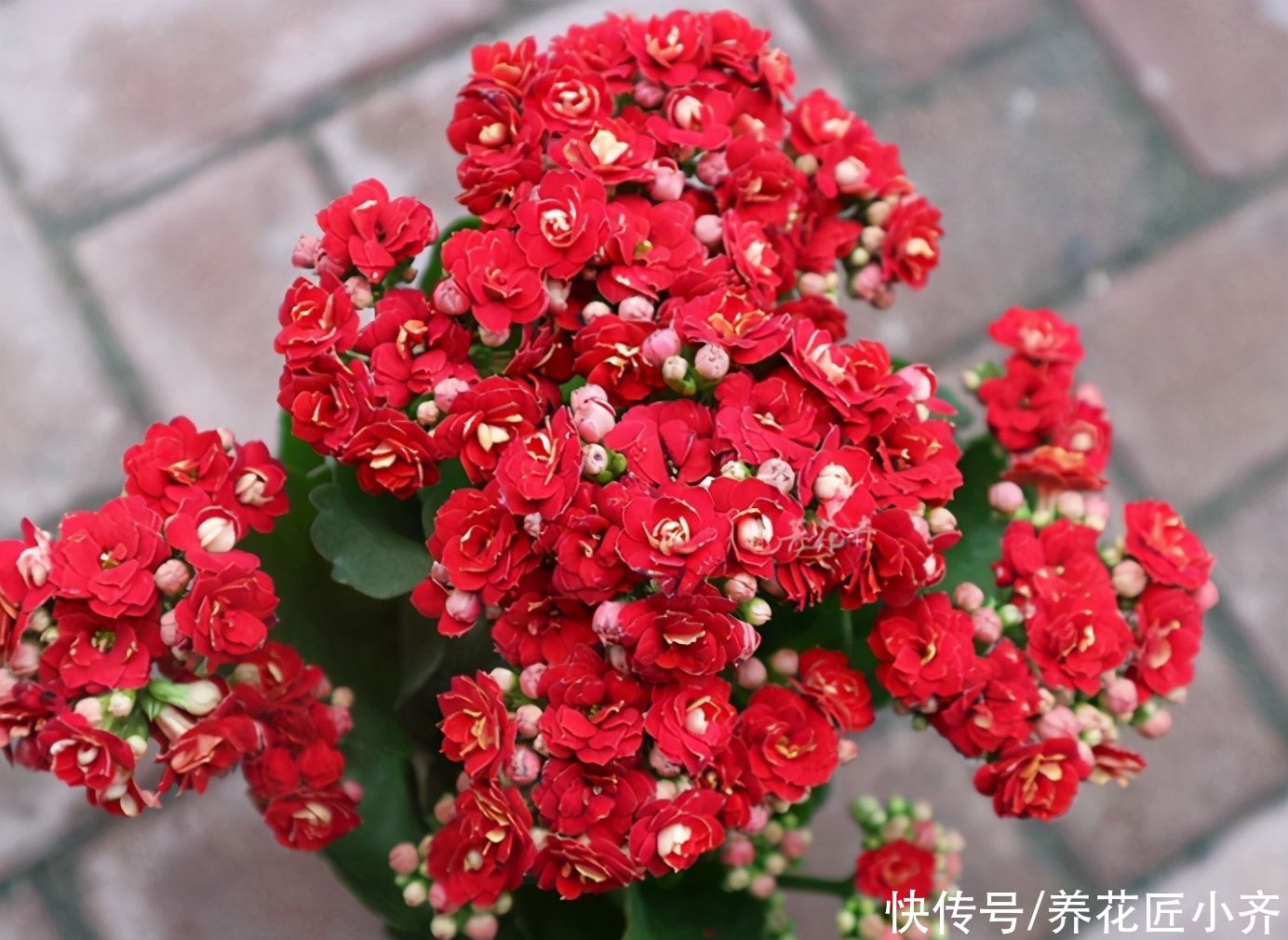 家中常见的这些花，摆放位置很关键，否则花期短，甚至不开花