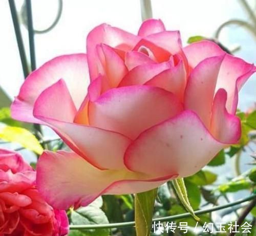 玫瑰花界|3种花深受花友的喜欢，沾土就能活，开花就爆盆，不易生病好养护