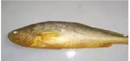 鱼鳞|菜市场最坑的3种鱼,有些人经常购买,实际上鱼贩子自己都不吃