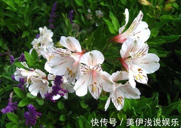 花瓣带有七彩斑纹,百合花的“亲戚”,花中的潜力股
