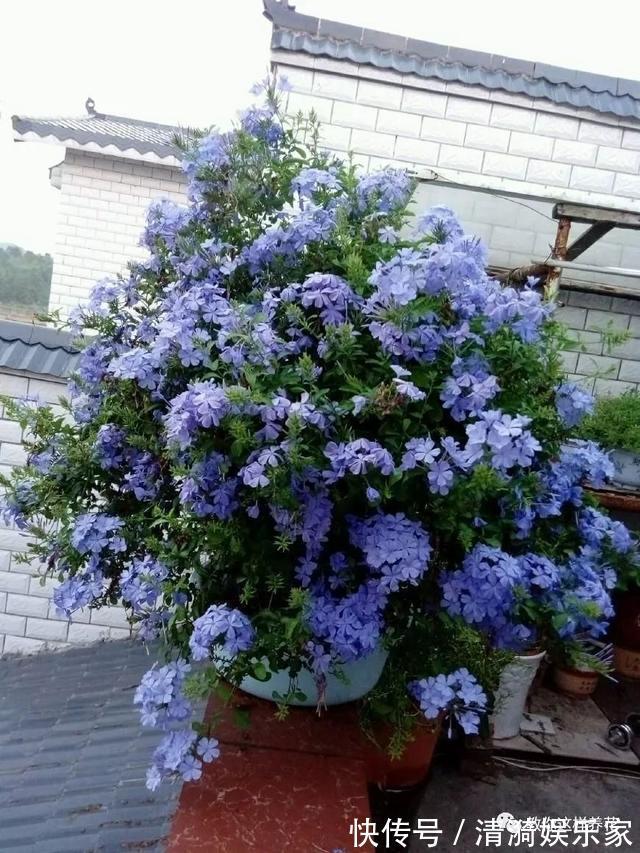 养护|夏天养上3种清凉花,越热越疯狂,看着就清爽!