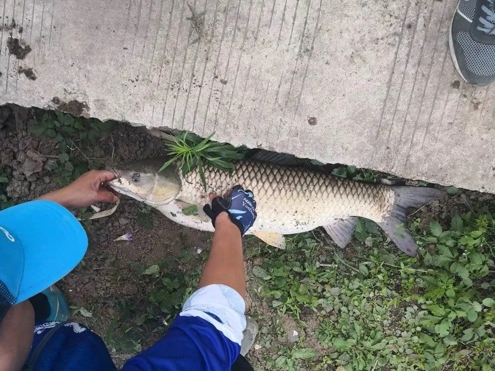 翘嘴|玉米钓鱼秘诀,再也不用看别人钓鱼表演,自己也能狂拉大鱼!