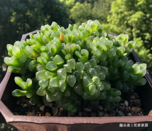 养1年的玉露群生,盆内显得太挤,狠心将其拆了,结果成玉露大户