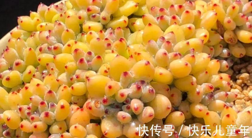 多肉植物四季养护简书,新手篇
