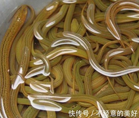 提醒:有5种鱼尽量少吃,很多人可能还不清楚,本文告诉答案