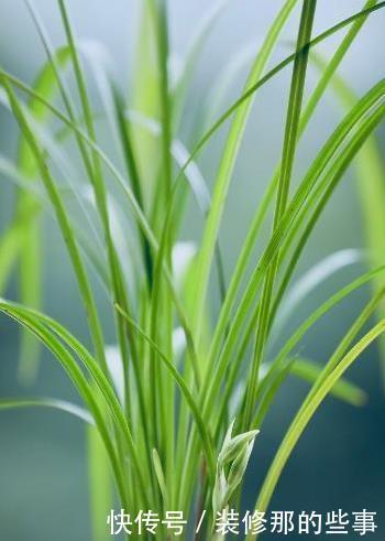 兰花|怎样在众多兰花中,一眼就能区分出莲瓣兰?