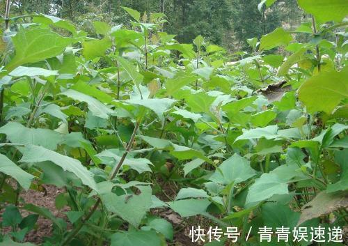 零食|女性不想老太快，此果当零食吃，皮肤细腻光滑，常食显年轻
