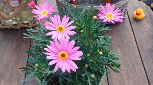 花卉|5种花期长的花卉,被称为花界“劳模”,养上几盆,好养易开花!