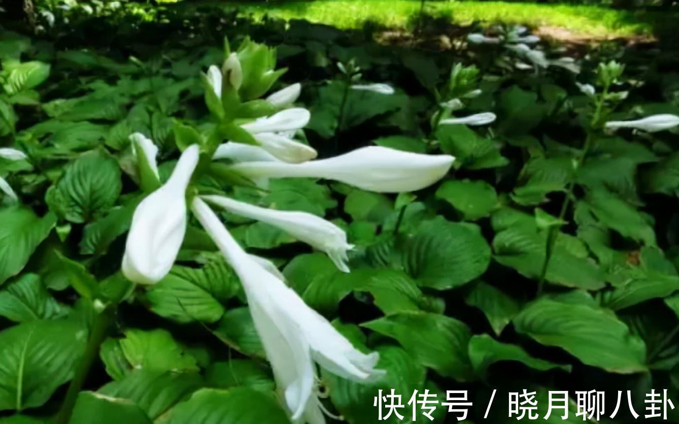 农历九月十八霜降后，养什么花？家里养3种花，早生贵子丁财两旺