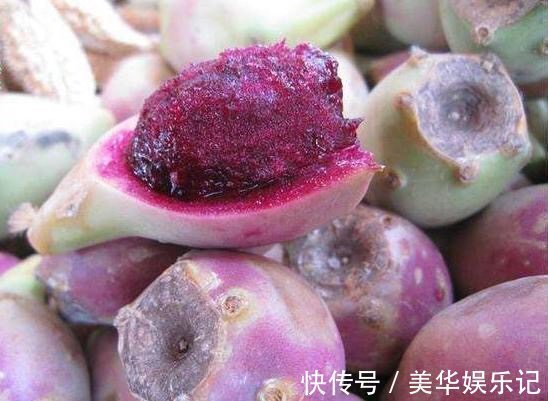 仙人掌|农村里的一种仙果,生长周期慢营养成分高,是美容养颜的佳品