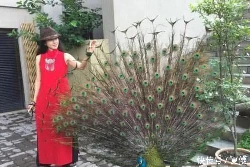 开屏|杨丽萍到公园偶遇孔雀,孔雀纷纷开屏迎接,万物皆有灵!