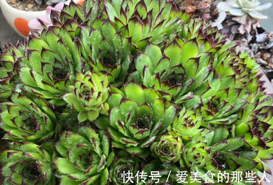 冬天养多肉观音莲,避开这4个误区,搁室内盆栽就能安全过冬