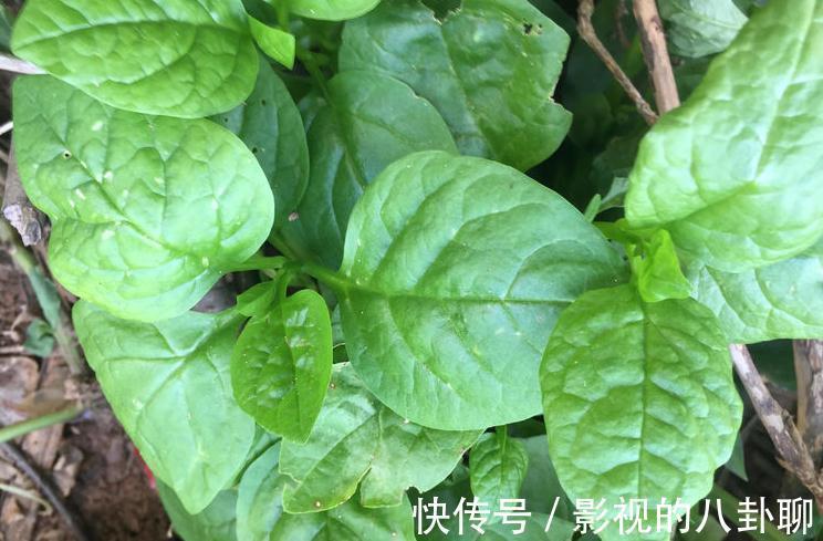 胭脂菜|农村常吃一种野菜，每天散步身体棒，胭脂菜你们可吃过？