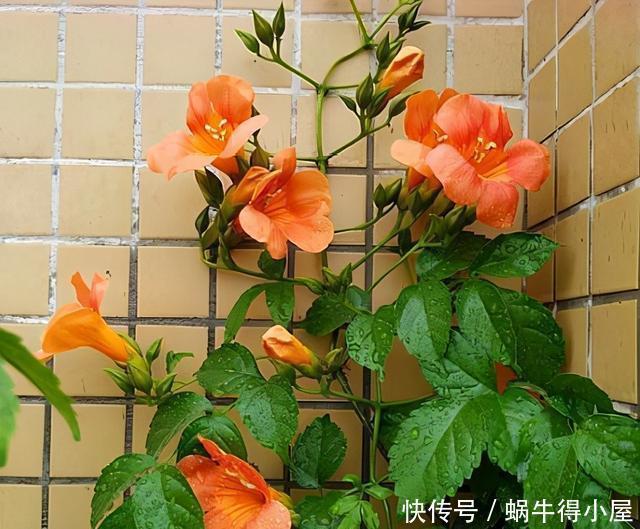 此3种花，花多易爆盆，春天只要种上1种，家里变成大花园