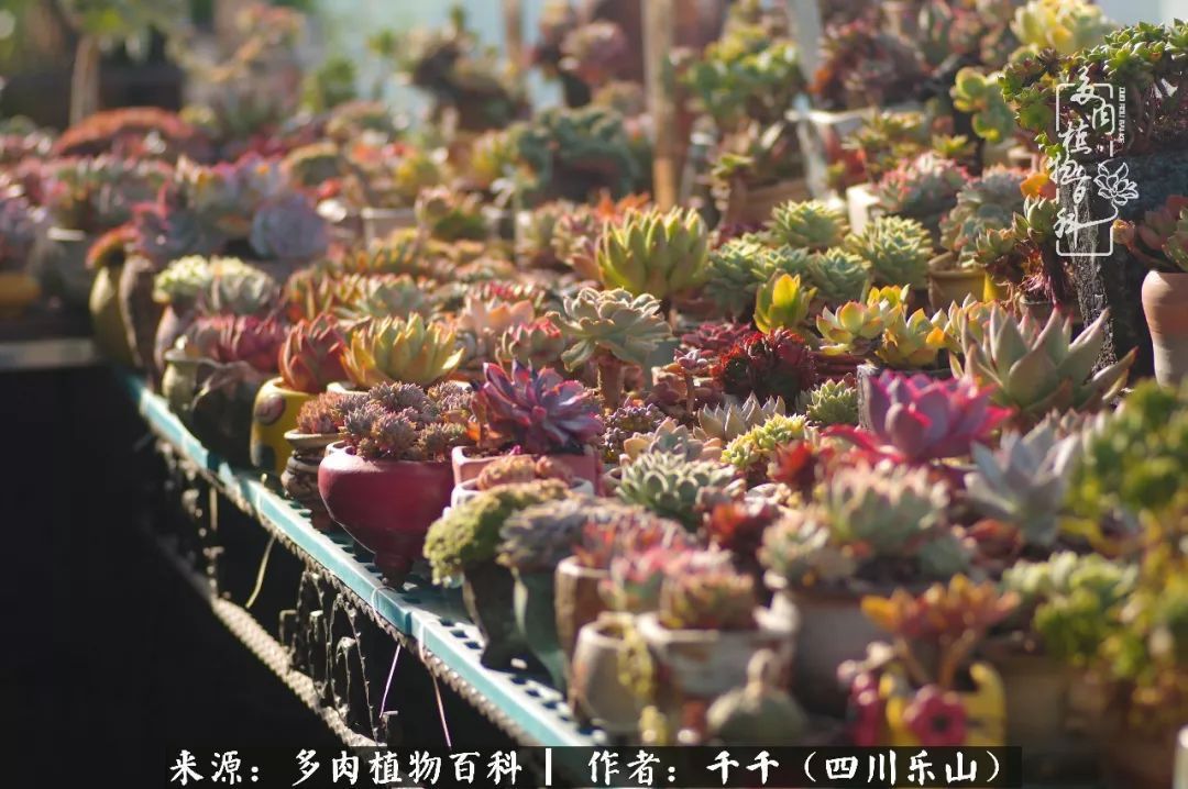夏天日晒雨淋，秋老虎来势汹汹，你的多肉准备好逆袭了吗