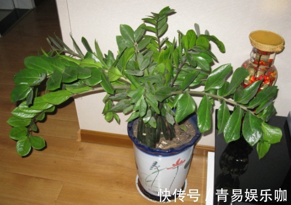 家喻户晓的绿植金钱树，盆栽期间该注意哪些细节？