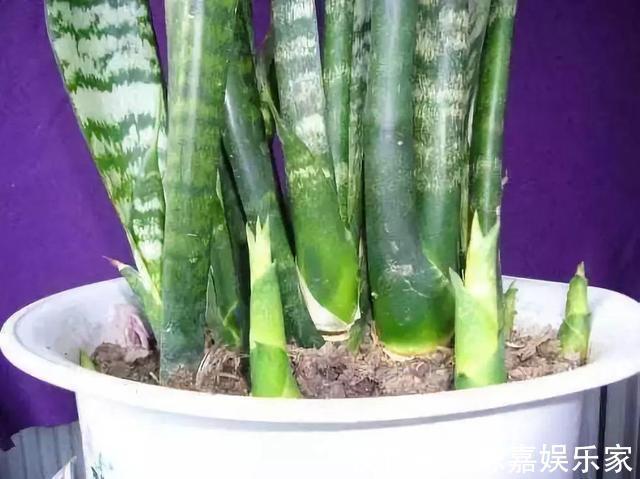 家里养4种耐旱花,浇水太多就烂根,一月浇1次蹭蹭长