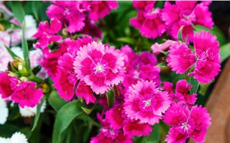 4种花最适合养家里，花朵硕大开花美，花香四溢飘满屋，美