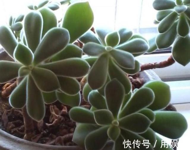 gt|看一眼就入“多肉坑”,这10种高人气多肉,外表太可爱了!