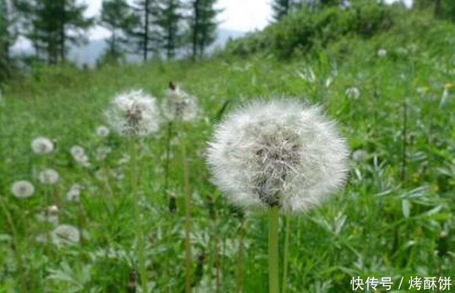 提个醒|提个醒:喝蒲公英水有1大禁忌,却有很多人不清楚,别犯错误了!