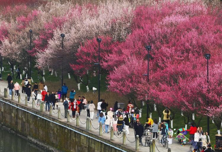 朱砂梅|全国多地进入赏花最佳时期 不负春光一起来踏青！