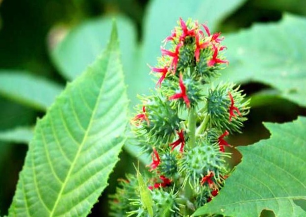 野草|农村这种野草,是治痔疮的良药,如今价值珍贵要12元一斤