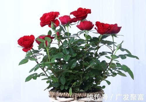 养人|这五种花摆放在家里,娇艳高贵又芬香,净化杀菌还养人