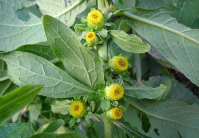 野草|乡下一种野草,浑身上下都是宝,并且还有着极高的药用价值