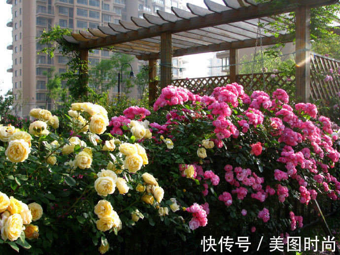 阳台上|为建花园,不顾反对买了一楼带院子,3年的亲手布置朋友都羡慕了