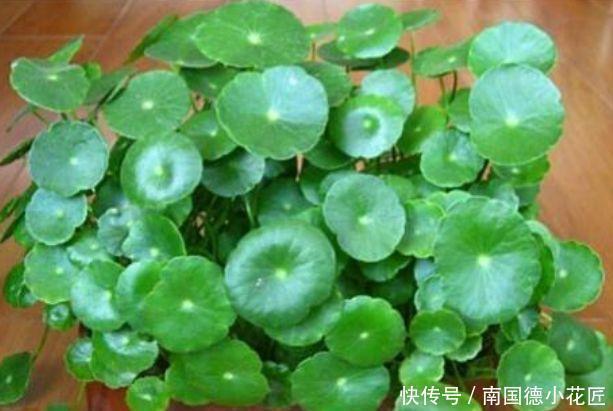 植物|家养这些植物,阳台开出花海,妖艳妖娆,层层交叠,烂漫迷人眼