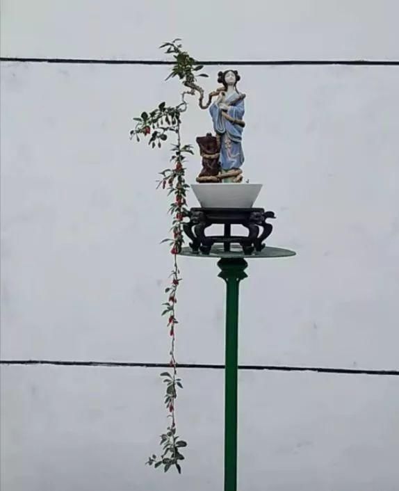 盆景玩成这样，真无语……