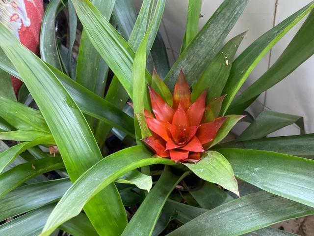 养花技巧这花不是一次性,开完别扔,还能再养7、8年