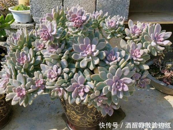 土养|被人嫌弃的多肉“冬美人”,把它当宝一样养,长成了高攀不起的样