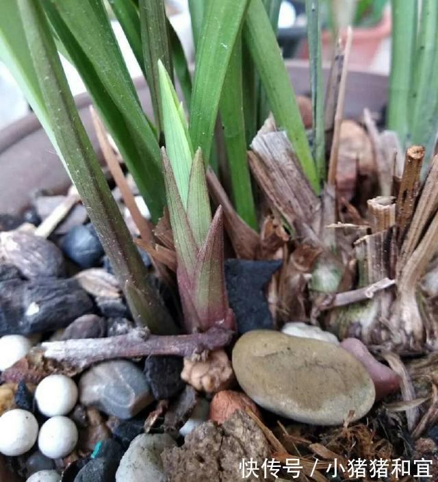 花葶|兰花为什么不开花清楚兰花叶芽和花芽的发育过程,开花爆盆