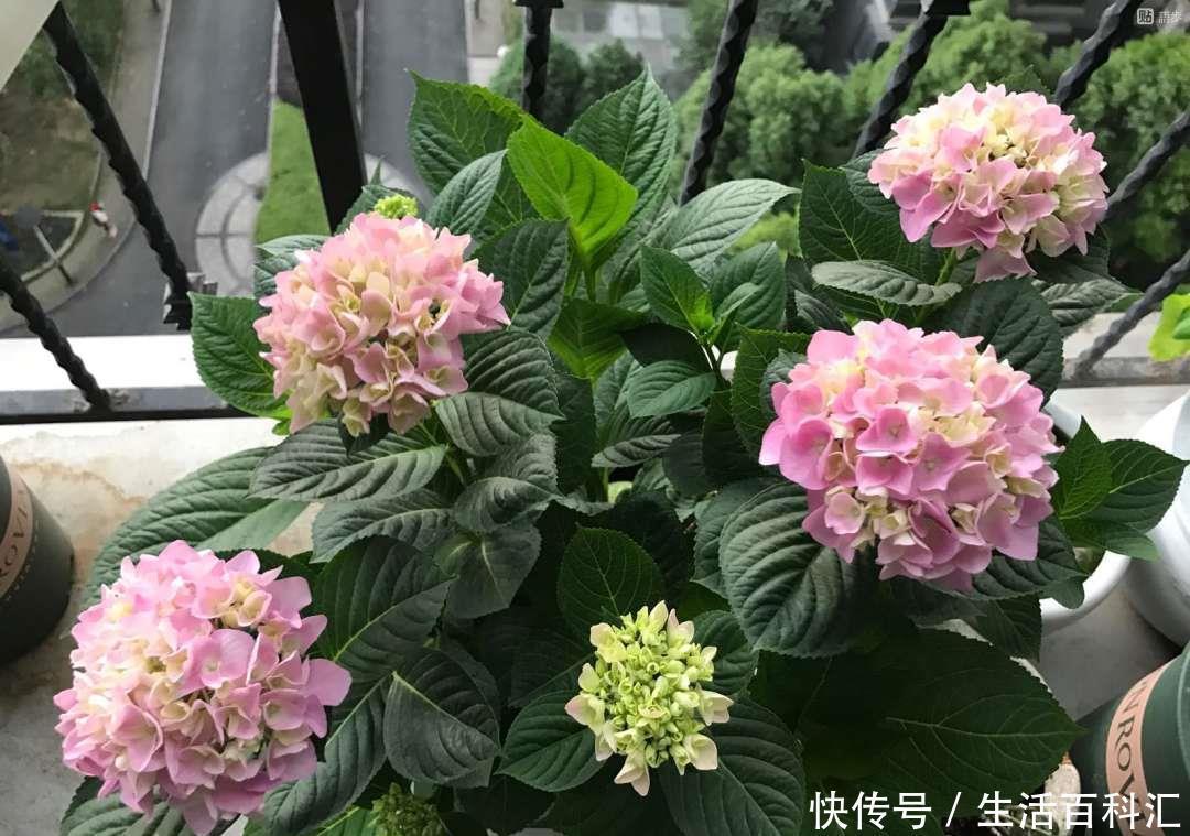 新芽|绣球花冬季才长新芽,会影响绣球花越冬吗,如何保证明年早开花