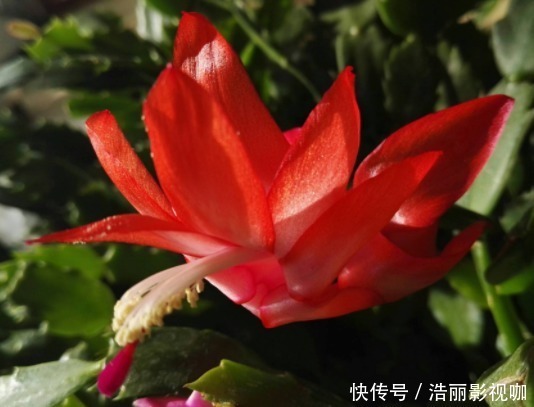 万事|能为家中添“好运”的3种花，新的一年迎好运，家中万事兴旺