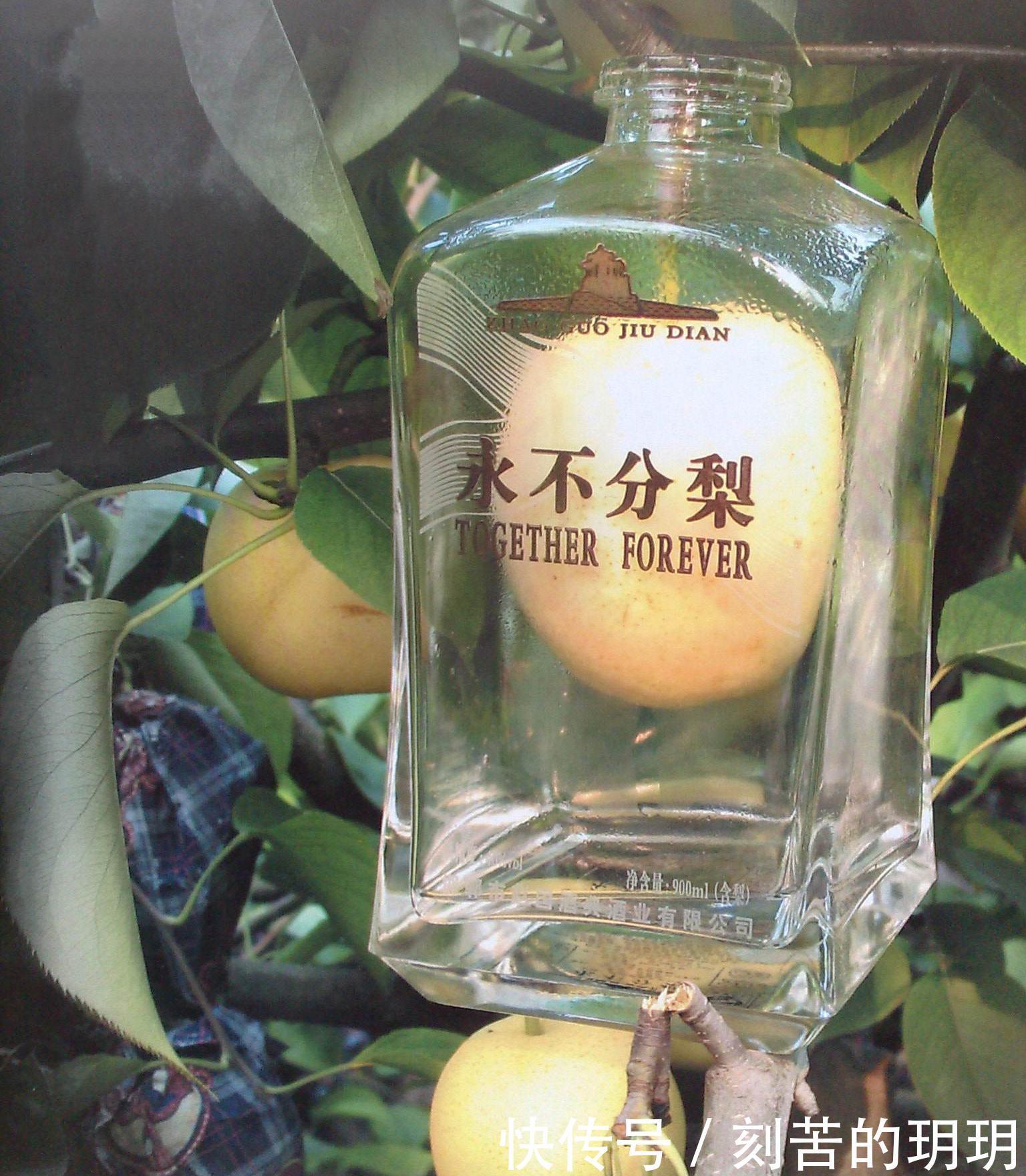 五糧液永不分梨,整個梨是咋放進去的!看了流程,網友大漲見識