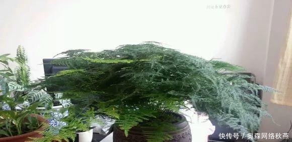 春剪|文竹快速“长爆盆”有秘诀，关键要“春剪”，蹭蹭冒出“小笋芽”