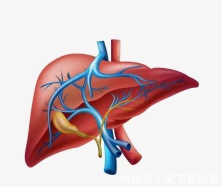 肝脏|肝脏若不健康,可能会收到此些信号,别假装没看到忽视了