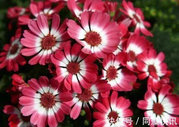 喜欢养菊,就养盆“精品菊花”富贵菊,花开艳丽多姿,寓意美好