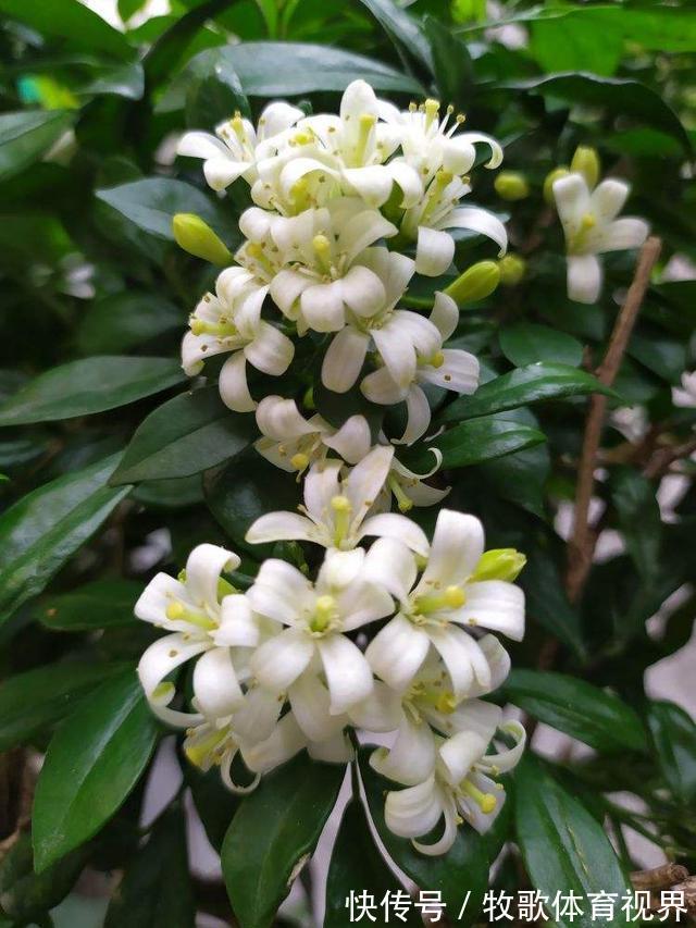 叶子|九里香开花,香飘十里,叶子却掉了一地,到底为啥?