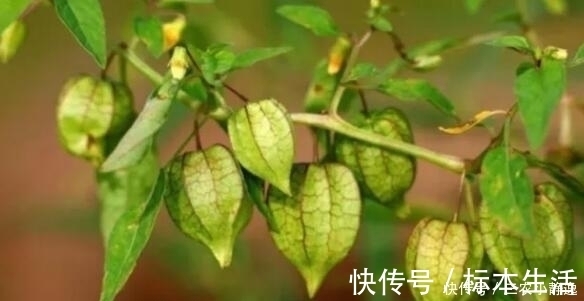 中草药|农村这种野草，是一种珍贵中草药，治疗痔疮效果很明显