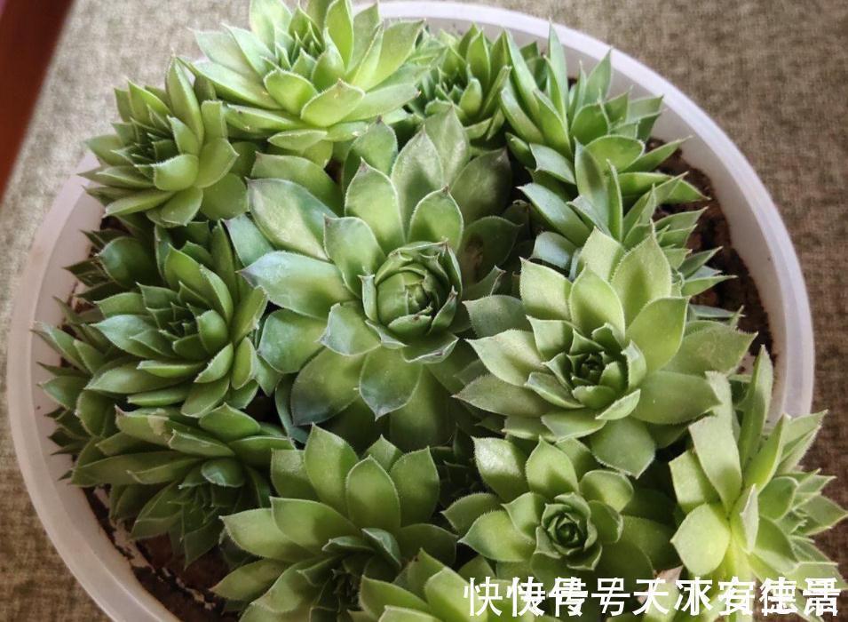 外行人|盆栽此款多肉，打理好这些，茎叶长得像莲花，一年四季都在开