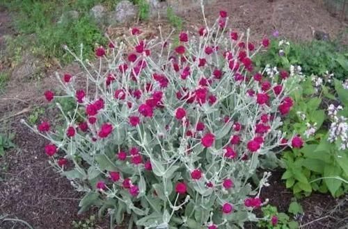 龙舌兰|这些特耐旱的盆栽植物,养室内干旱几周都不会挂