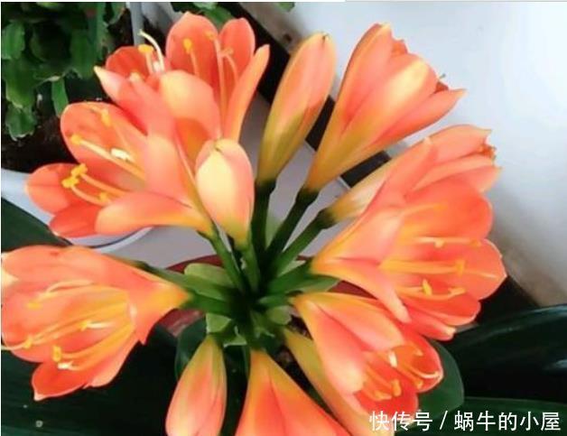 4种花很好养，耐热耐晒更耐旱，花朵多花期长