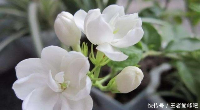 世界上花香排名前三的花,却在生活中很常见,你家有养么!